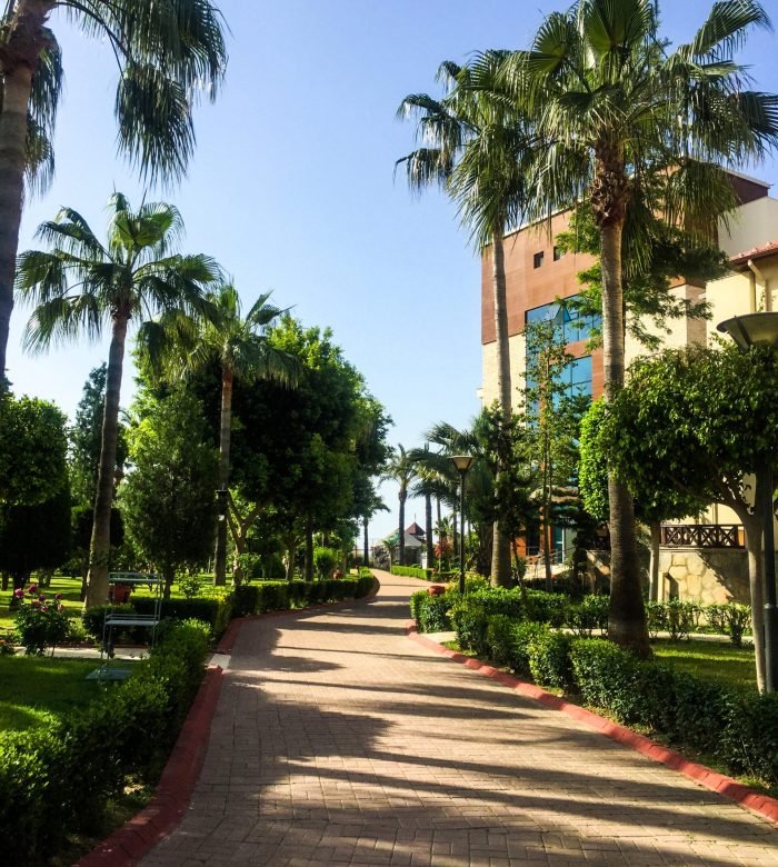 Sunny alley with palm trees
